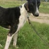 Milano  eleganter Windhund-Mix