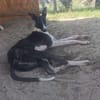 Milano  eleganter Windhund-Mix