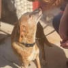 Seelenhund Zenyt sucht Seelenmenschen