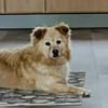 ALVIN sucht Zuhause
