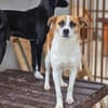 Wunderschöne Kiki sucht Familie 😍
