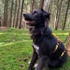 CASSIAN * Schmusekatze im Hundekostüm