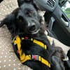 CASSIAN * Schmusekatze im Hundekostüm