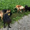 CASSIAN * Schmusekatze im Hundekostüm