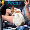 NOTFALL! Pecas rennt die Zeit davon!!
