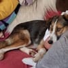 Dilani ist ein sanftes Hundemädchen