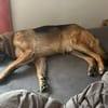 Ricky - Schäferhundfans gesucht
