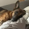 Ricky - Schäferhundfans gesucht