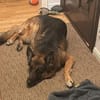 Ricky - Schäferhundfans gesucht