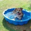 Danesa sucht liebevolles Zuhause