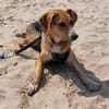 Danesa sucht liebevolles Zuhause
