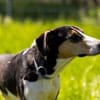 Bobi 💗 wartet in 99718 Greussen