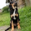Sam - Traum vom eigenen Körbchen
