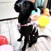 Hanuta ist eine zarte Prinzessin 🐾