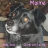 Malina (auf PS in 24601 Ruhwinkel)