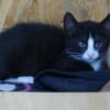 Kitte Elmar