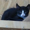 Kitte Elmar