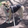 Hübsche Schmuse-BAILEY passt auf.....