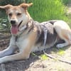 Hübsche Schmuse-BAILEY passt auf.....