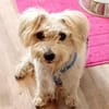 Leo 1-2 Jahre Bichon pudel mix ca 35 cm