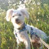 Leo 1-2 Jahre Bichon pudel mix ca 35 cm
