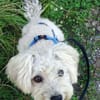 Leo 1-2 Jahre Bichon pudel mix ca 35 cm