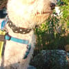Leo 1-2 Jahre Bichon pudel mix ca 35 cm