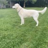 Hope, eine freundliche labi mix Hündin