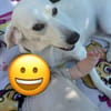 Hope, eine freundliche labi mix Hündin