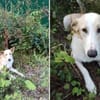 Bella❤sucht Für-Immer-Zuhause