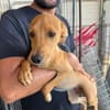 CANDELA - ab September auf Pflegestelle