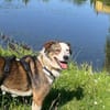 OTTO sucht Geborgenheit 🍀