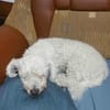Tristan, Senior sucht Residenz