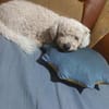 Tristan, Senior sucht Residenz