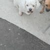 Tristan, Senior sucht Residenz