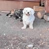 Tristan, Senior sucht Residenz