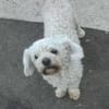 Tristan, Senior sucht Residenz