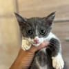 CLEO