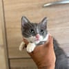 CLEO