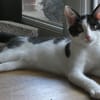 Alfie