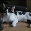 Alfie