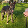 LUQUE (Union animal )