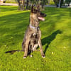 LUQUE (Union animal )