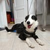 BRUMA (union animal)