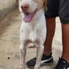 CANDIDO (Maria)