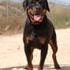 PEDRO (Maria)