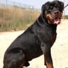 PEDRO (Maria)