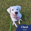 Cloud