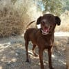 TENDER (union animal)