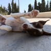 XISCO (union animal)